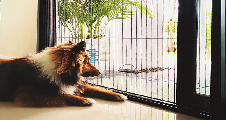 Sliding Screen Pet Door Repair in West Little River, FL