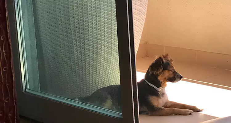 French Door Pet Screen Repair in West Little River, FL